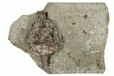 Dizygocrinus Crinoid - Warsaw Formation, Illinois #188722-1